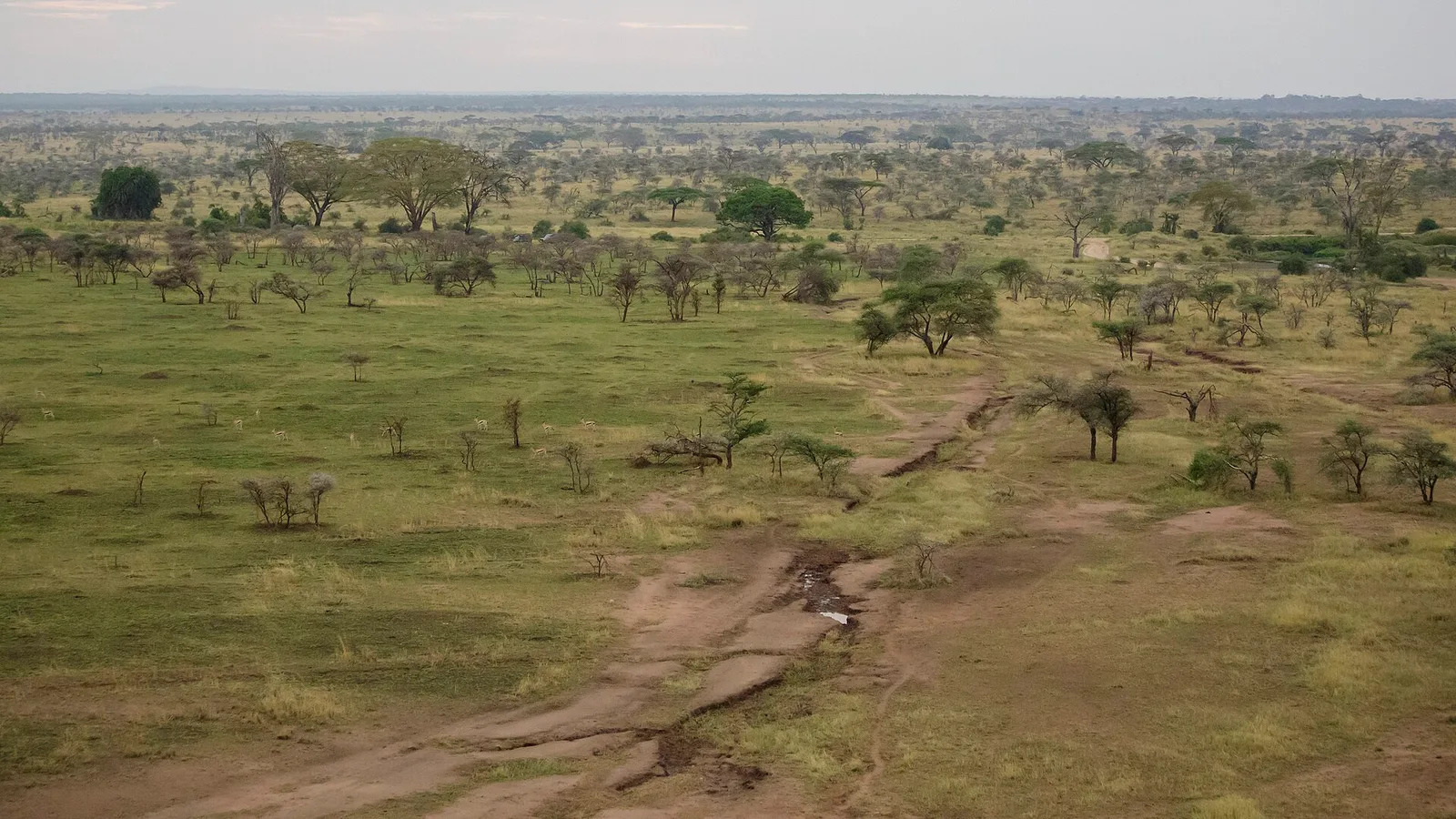 Open plains and scattered trees in Serengeti National Park, Tanzania